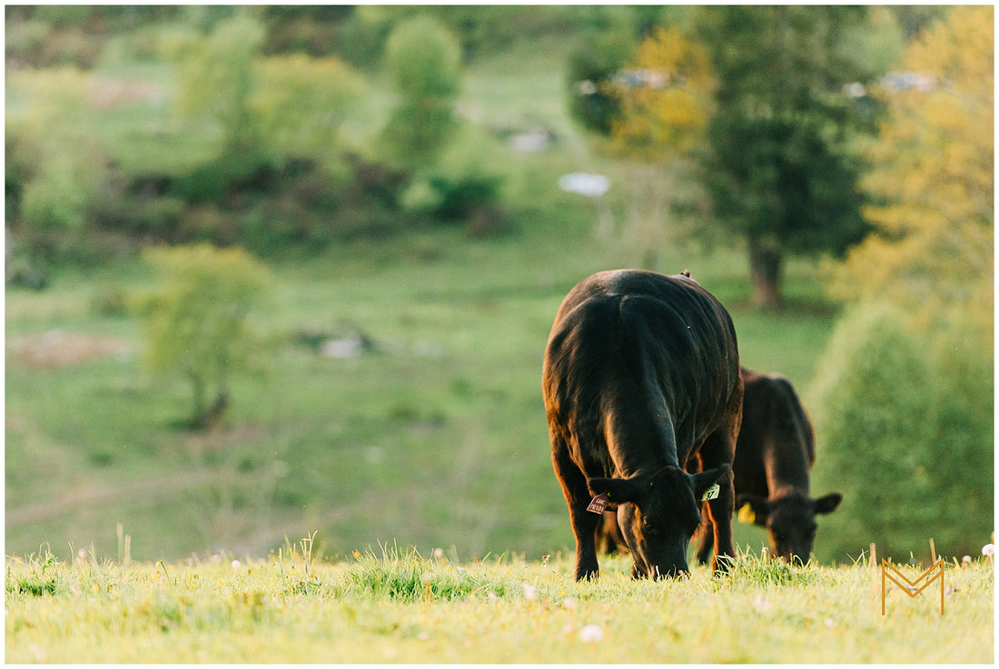 The Nutritional Benefits of Beef